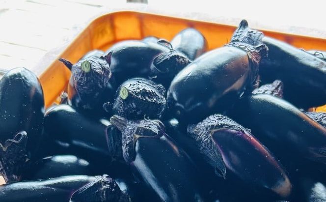 揚げナス 3kg【輪切り・乱切り】海洋深層水仕込みのナス使用 カット済 揚げなす あげなす 野菜 やさい ナス なす 茄子 生産量日本一 高知 室戸 惣菜 便利 用途 豊富 カット野菜 調理 ハウス栽培 小分け