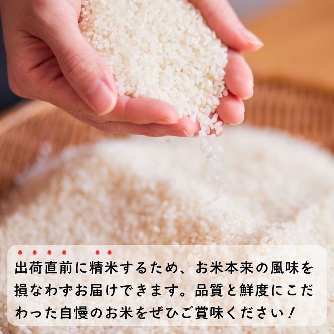 【先行予約】《 令和８年産 新米 》 こしひかり玄米 5kg  奥信濃飯山～木内ファームのお米～《 2026年9月20日頃より出荷 》 (Ca-052) 
