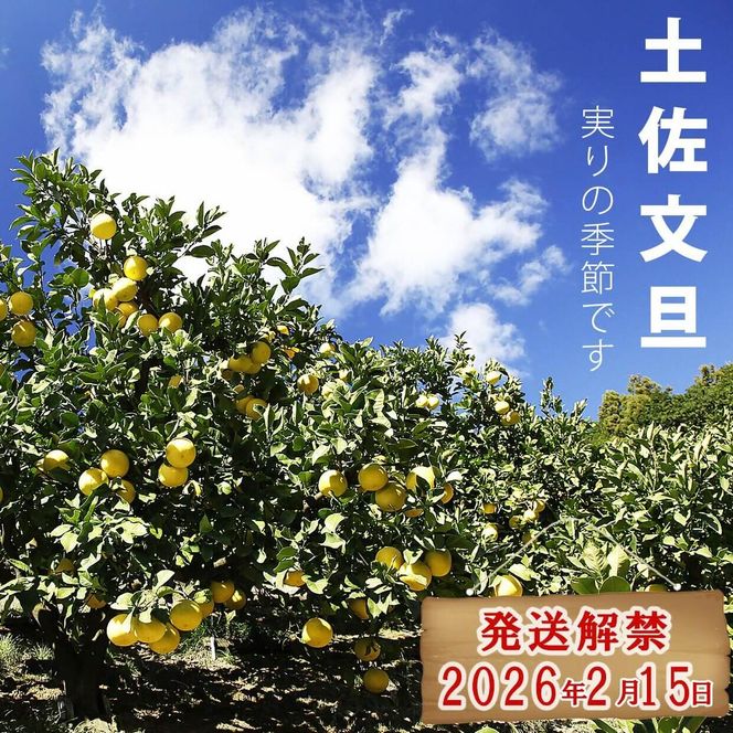 【先行予約】＼果樹園直送／訳あり 土佐文旦約10kg B級品 (約15～20個入り) 家庭用〈2027年2月中旬～3月下旬頃発送〉  /【白木果樹園】 [BQAI012]