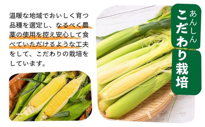 【先行予約2025年12月-2026年4月】 1番遅くて1番早い！？ 朝採れプレミアムヤングコーンを皮付きのまま30本お届け！！