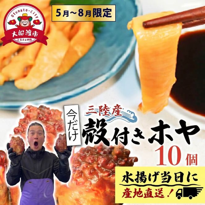 【先行予約】 ホヤ専門業者 殻付きホヤ 10個 ＼5月頃より順次発送／ 期間限定ほや ホヤ Hoya 串焼き フライ ごはん 夕飯 おかず おつまみ 晩酌 海産物 海鮮 魚介 魚介類 珍味 大船渡 ニュース てれび TV テレビ 放送 番組 被災 災害 三陸 岩手県 国産