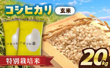 ＼選べる配送月／特別栽培米　コシヒカリ　玄米　20kg　お米　ご飯　愛西市／株式会社戸倉トラクター[AECS030]