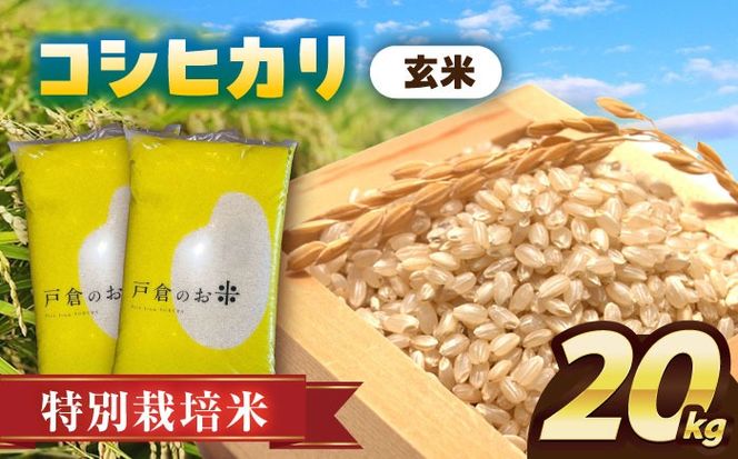 ＼選べる配送月／特別栽培米　コシヒカリ　玄米　20kg　お米　ご飯　愛西市／株式会社戸倉トラクター[AECS030]