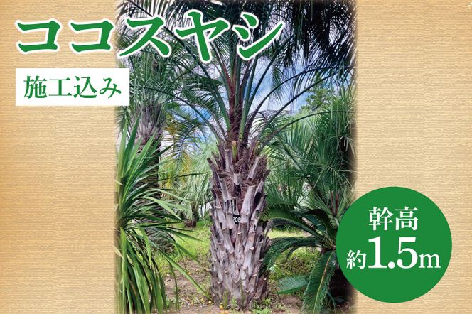 ココスヤシ 幹高約1.5m【施工込み】ヤシの木 ヤシ リゾート ガーデン 自宅 別荘 南国 庭木 観葉植物 大洗町