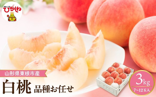 【2026年産】 採れたて白桃(品種お任せ) 約3kg (7～12玉) 山形県 東根市　hi026-055