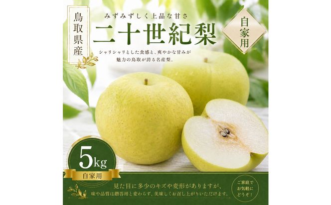 【先行予約】有梨の実石田 二十世紀梨 (自家用)5kg 313726_CY017