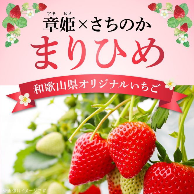 朝摘み 完熟 まりひめ いちご 約300g×4パック (合計約1,200g)_AB7335