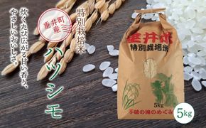 AL-2b 特別栽培米 垂井町産 ハツシモ 5kg