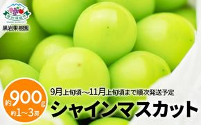 シャインマスカット 約900g (約1～3房)《黒岩果樹園》■2025年発送■※9月上旬頃～11月上旬頃まで順次発送予定