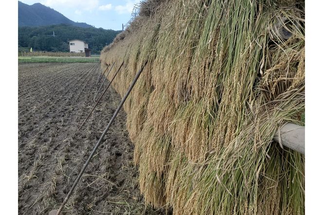 2025年産 京丹後産稲作発祥の地コシヒカリ特別栽培米 月の輪田米 精米5kg（天日干し）　WK00002