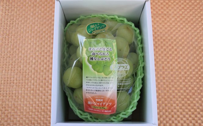 【2026年先行予約】 ぶどう 岡山県産 たたらみねらる 瀬戸ジャイアンツ 1房(約650g) 《2026年9月中旬-10月中旬頃出荷》 葡萄 ブドウ フルーツ 果物 スイーツ 数量限定 期間限定 岡山 里庄町 