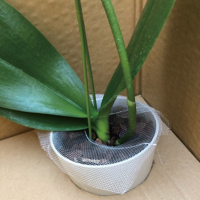 おまかせミニ胡蝶蘭（単鉢・7輪以上）4鉢セット【お花 花 コチョウラン 胡蝶蘭 蘭 贈り物 プレゼント 誕生日 お祝い 誕生日 母の日 父の日 敬老の日 鹿嶋市 茨城県】（KAR-7）