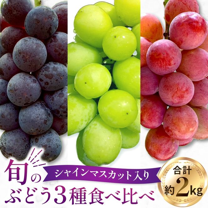 【2026年発送 先行予約】旬のぶどう３種食べ比べ アソート 計2kg程度 （ シャインマスカット オーロラブラック クイーンニーナ ） ぶどう ブドウ シャインマスカット シャイン マスカット フルーツ 果物 くだもの ぶどう食べ比べ 宮崎県小林市