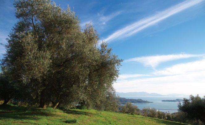 エキストラバージン オリーブオイル 大容量 5L ×2本 瀬戸内市 [№5735-2024]