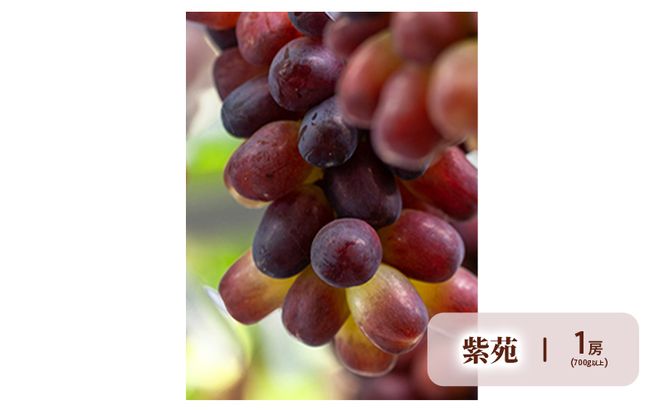 フルーツ 2026年 先行予約 晴れの国 岡山 の フルーツ 定期便 6回コース 岡山県産 桃 もも 葡萄 ぶどう 梨 なし 