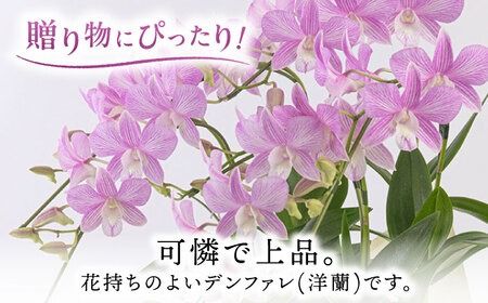 【 30セット 限定 】 デンファレ （ 洋蘭 ） 3本 立ち  《糸島》【和饗エコファーム株式会社】蘭 洋蘭 デンファレ 花 インテリア お祝い 贈り物 [AVI004]