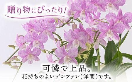 【 30セット 限定 】 デンファレ （ 洋蘭 ） 3本 立ち 《糸島》【和饗エコファーム株式会社】蘭 洋蘭 デンファレ 花 インテリア お祝い 贈り物 [AVI004]