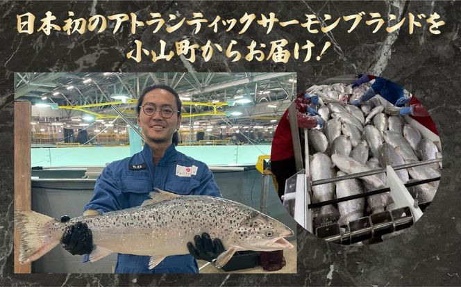 国産 静岡県小山町産 アトランティックサーモン 冷凍 グラブラックス 約100g×4パック