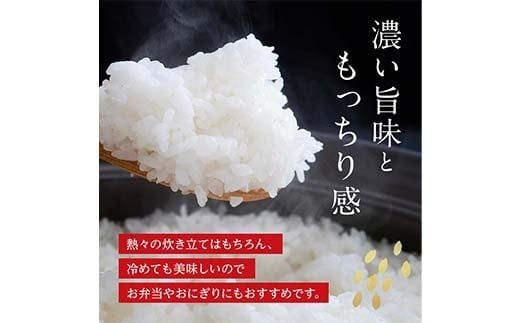 FK7-0268_【5カ月定期】【嘉島町産】くまさんの輝き 5kg 米 お米 コメ ごはん ご飯 食品 九州 熊本県 熊本 嘉島