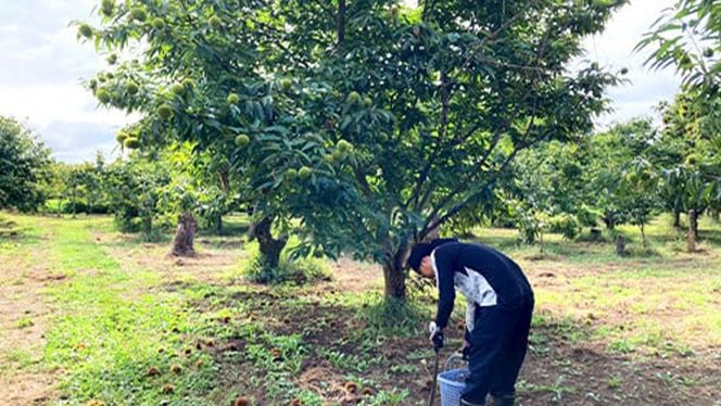 【 2025年9月中旬発送開始 】石岡 鶴沼 の 生栗 約1kg （茨城県共通返礼品：石岡市）栗 くり クリ マロン 栗ごはん 栗ご飯 贈答 ギフト 秋の味覚 果物 フルーツ 数量限定 旬 秋 冬 正月 国産 秋 旬 旬の栗 お菓子作り 冷凍保存 先行予約 [EU002us]