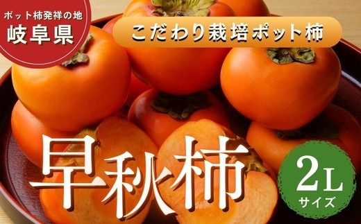【先行予約】こだわり栽培ポット柿（早秋柿） 2Lサイズ12個入り | 柿 かき カキ 早秋柿 早生品種 甘い ジューシー フルーツ くだもの 果物 秋の味覚 おやつ スイーツ 産地直送 先行 予約 送料無料 岐阜県 瑞穂市 ※離島への配送不可  ※2026年10月中旬～11月上旬頃に順次発送予定