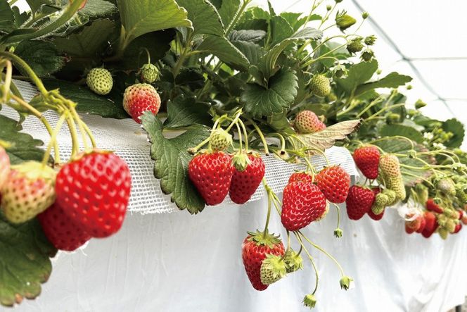 藤井悦雄さん生産の いちご 8パック 【お届け：2027年1月中旬～3月末】[ フルーツ 果物 イチゴ 苺 ] 