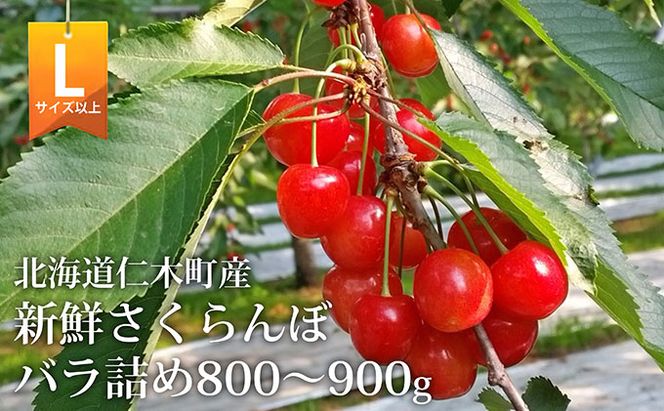 先行受付 北海道 仁木町産 さくらんぼ (Lサイズ以上）800g～900g 佐藤錦 又は 紅秀峰　サクランボ チェリー フルーツ 果物 果物類 ギフト仁木町 仁木 [くだものの笠井園]