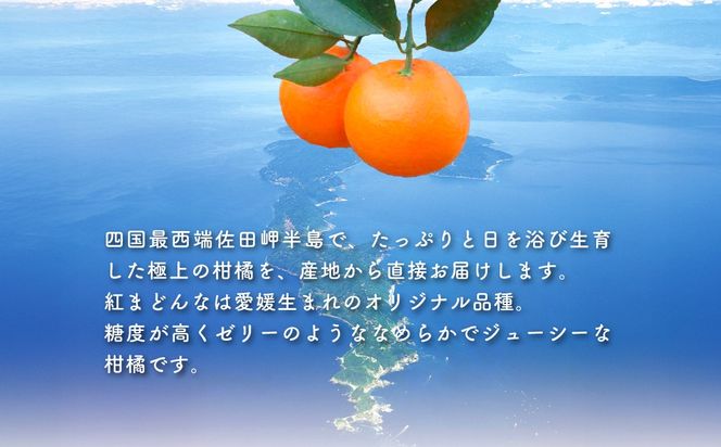 【先行予約】【贈答用】紅まどんな（2.5kg/Mサイズ）※離島への配送不可（2026年12月上旬より順次発送予定） IKTBD003