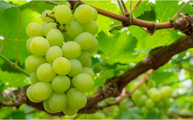 ぶどう 2026年 先行予約 マスカット ・オブ・アレキサンドリア 1房（秀品以上、730g以上）化粧箱入り ブドウ 葡萄 岡山県産 国産 フルーツ 果物 ギフト マスカットオブアレキサンドリア 730ｇ