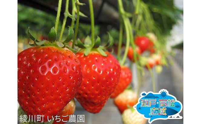 【 小豆島 】「瀬戸・たかまつネットワーク」レンタカーで巡る香川県（綾川・高松・直島方面）2日間 チケット ペア 旅行券 観光 