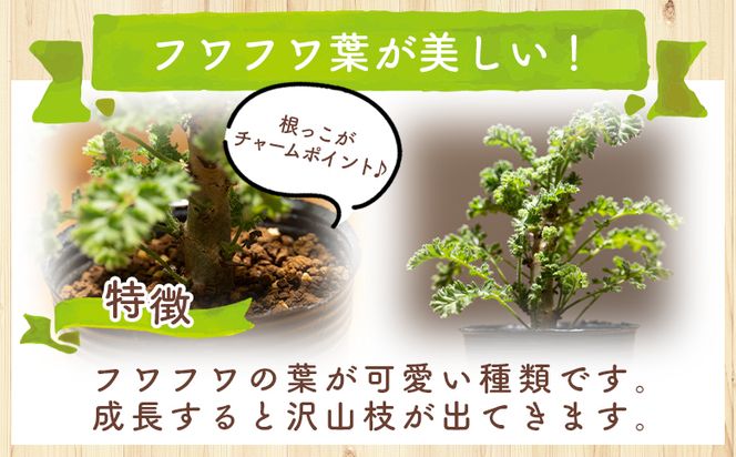 多肉植物 アルテルナンス ペラルゴニウム - 植物 インテリア ナチュラル 自然 グリーン 観葉植物 おしゃれ 癒し かわいい 塊根植物 サキュレントフィールド Succulent field 高知県 香南市 常温 cc-0015