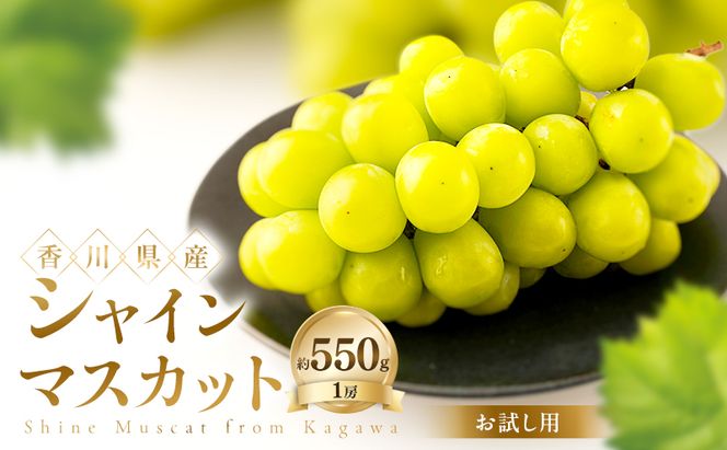 【お試し用】 シャインマスカット 約550g ぶどう ブドウ 葡萄 香川県産 国産 フルーツ 果物