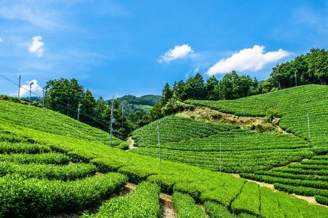 宇治・有機焙じ茶ティーバッグタイプ 3g×40個入×2缶〈有機 オーガニック 無農薬 お茶 ほうじ茶 焙じ茶 ティーバッグ ティーパック宇治 飲料 日本茶 加工食品 リラックス 茶缶〉