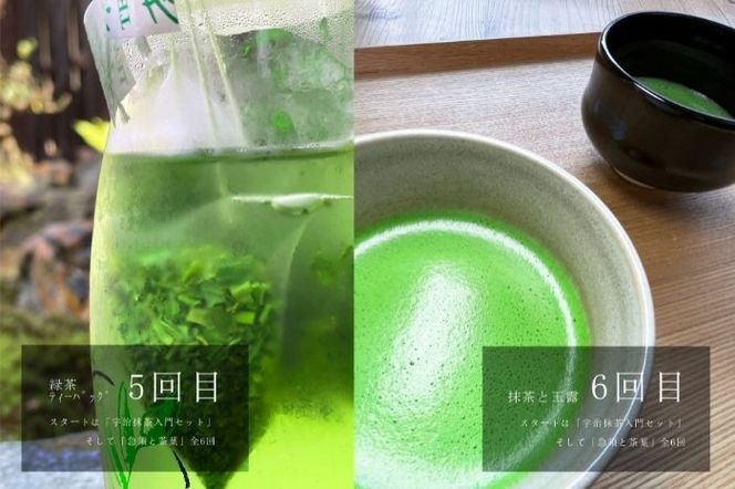 スタートは「宇治抹茶入門セット」そして「急須と茶葉」全6回〈定期便 宇治抹茶 抹茶 お茶 茶 薄茶 濃茶 茶道 初心者 石臼挽き 飲料 加工食品〉 飲料類 お抹茶 