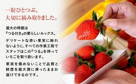 【訳あり】いちご とちあいか不揃い粒 2kg×3箱 計6kg ※2027年5月～発送