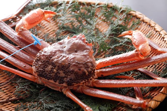 yɌLszykinosaki spa&gardens@ygpz^O tKj@900