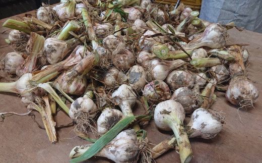 和歌山県産 生にんにく 約1kg　ご家庭用 / 和歌山 ニンニク ※2027年4月下旬～5月中旬頃に順次発送 【tec403-c-1】