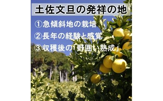＜土佐市産＞土佐文旦 訳あり 約10kg（3L～Lいずれかのサイズ）白木果樹園 返礼品 高知県 土佐市