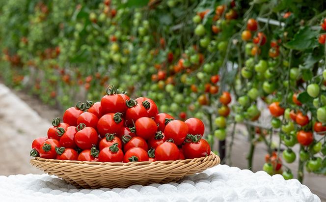 【2026年7月～発送】富良野産 採れたて直送! ミニトマト 「殊玉のうまみ」 【約2kg】 (清水farm) トマト ミニトマト とまと 美果 野菜 新鮮 甘い 季節限定 北海道 富良野 ふらの