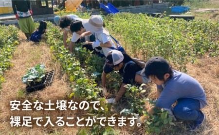 【ふるさと納税】糸島で農業体験(1名) 栽培期間中農薬不使用 無化学肥料 無除草剤の畑で野菜のお世話体験！[AAL001]