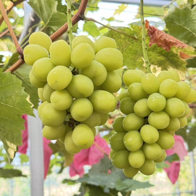 ぶどう 2026年 先行予約 農家こだわりの シャイン マスカット ＆ オーロラブラック 2房 合計約1.0kg ご家庭用クラス 葡萄 岡山県産 国産 フルーツ 果物 ギフト 【 Nini farm 農家 直送 】