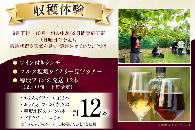 ワイン 収穫体験＆ワインセット 12本 ファミリー 3名様まで 参加券 ワイナリー [本坊酒造マルス穂坂ワイナリー 山梨県 韮崎市 20745175]