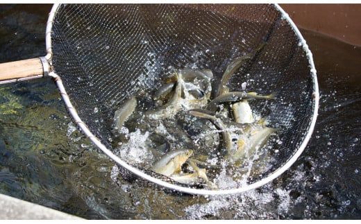 【先行予約】2026年7月上旬より発送開始　若鮎(生鮎)1㎏【冷蔵】 N070-YA3369_1