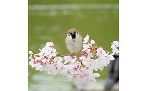 アートパネル　すずめ 織物 フォトグラファー 下村綱起 撮影 風景 動物 写真 厳選 作品 フェルト 生地 オリジナル インテリア プレゼント 癒し 