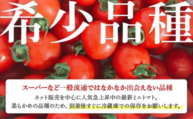 ＜先行予約＞ミニトマト ほれまる 1.5kg【ffk-001】北海道 伊達市 野菜 新鮮 ふるさと納税 送料無料