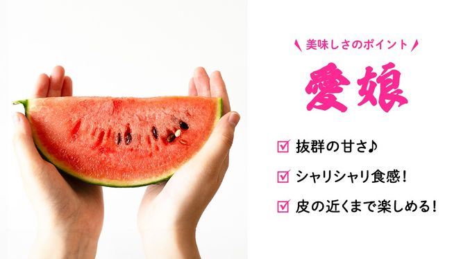 こだますいか 「 愛娘 」 1玉 2026年産 先行予約 筑西ブランド こだまスイカ 小玉スイカ すいか スイカ フルーツ 果物 [AF078ci]