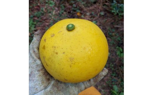 【先行予約】自然栽培文旦2kg L～3Lサイズ 〈2027年1月9日～4月30日発送〉文旦 ブンタン ぶんたん 2キロ 柑橘 かんきつ 柑橘類 みかん フルーツ デザート 果物 ビタミン おやつ 国産 高知県産 名物【有限会社四万十くじら】