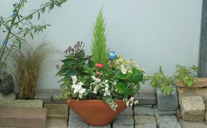 可愛いお花畑の寄せ植え（Mサイズ） 