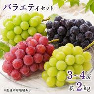 バラエティ セット 3～4房 約2kg 高梁市産 2026年 先行予約 しばくらぶどう園 葡萄 フルーツ 岡山 果物 果物類 詰合せ 