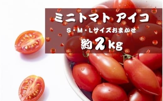 ミニトマト アイコ (松トマト） 約2kg（S・M・Lサイズおまかせ）【4月発送】【sml131A-4】